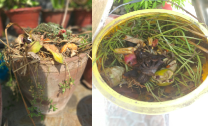 Organic waste collection in flower pots